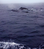 クジラ2.jpg